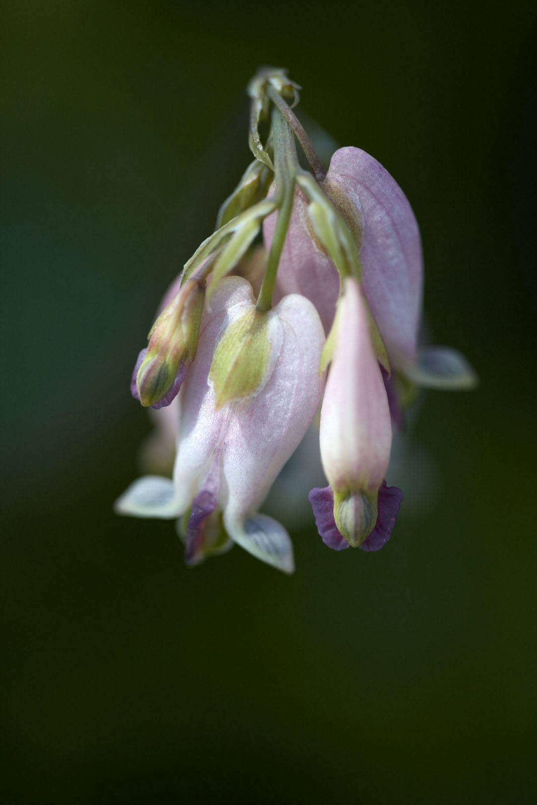 Dicentra 