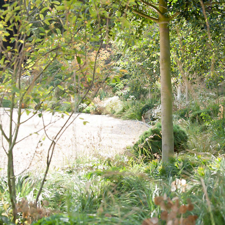 Landscaping with Trees: The Best Design for Your Garden - Gardenista