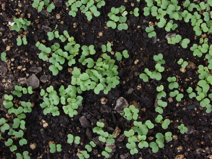 Mustard greens; seedlings in an edible garden. Photograph by Maggie McCain via Flickr.