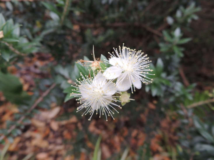 In the cultivated plant world, Myrtus communis is what one might call a good backdrop plant. The Mediterranean evergreen with its glossy, aromatic leaves, and fluffy white flowers in midsummer, is the sort of shrub that lingers quietly in the background of a big border, always the bridesmaid and never the bride. Photograph by Cyril Nelson via Flickr.