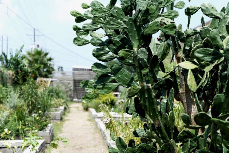 Prickly pear (Opuntia) at Hollygrove Market & Farm in New Orleans. Photograph by Enicok via Flickr.