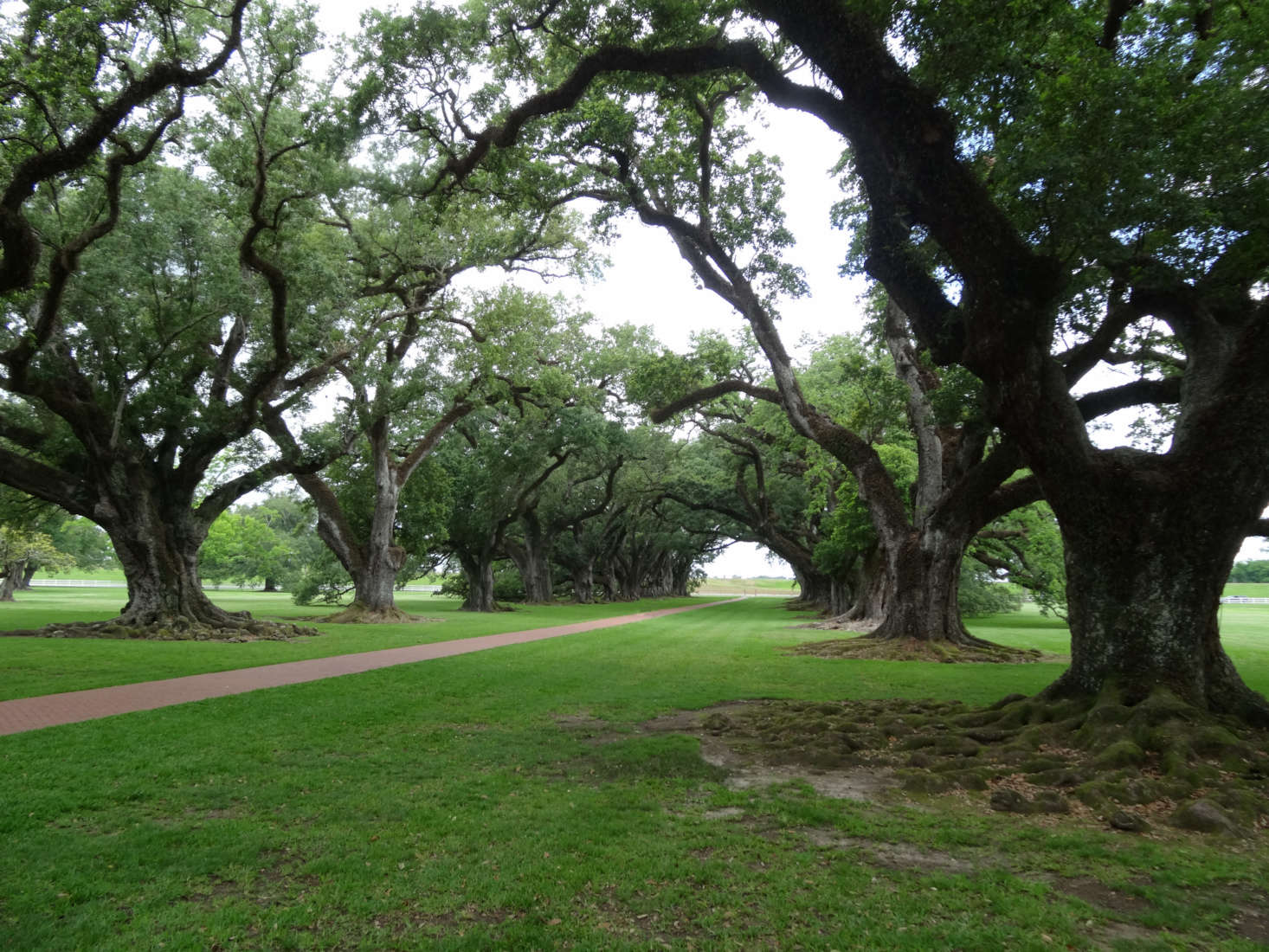 10 Garden Ideas to Steal from New Orleans Gardenista