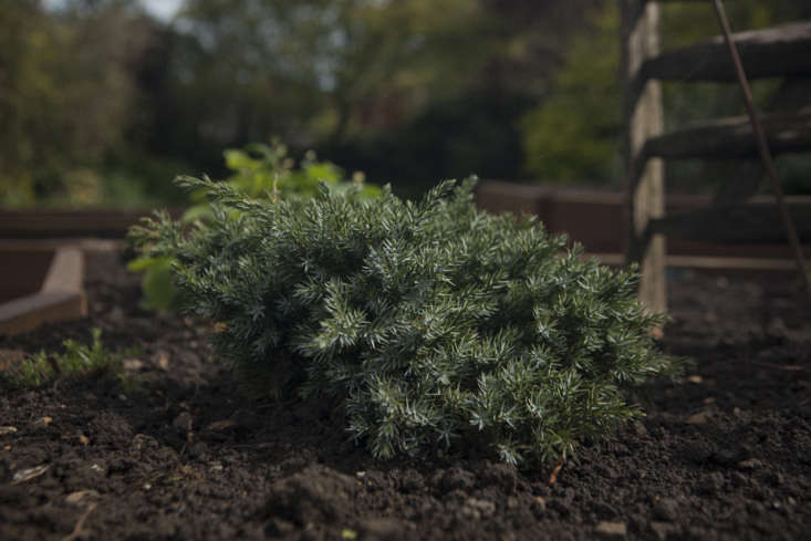 Juniper in the botanical garden at Falls Farm.