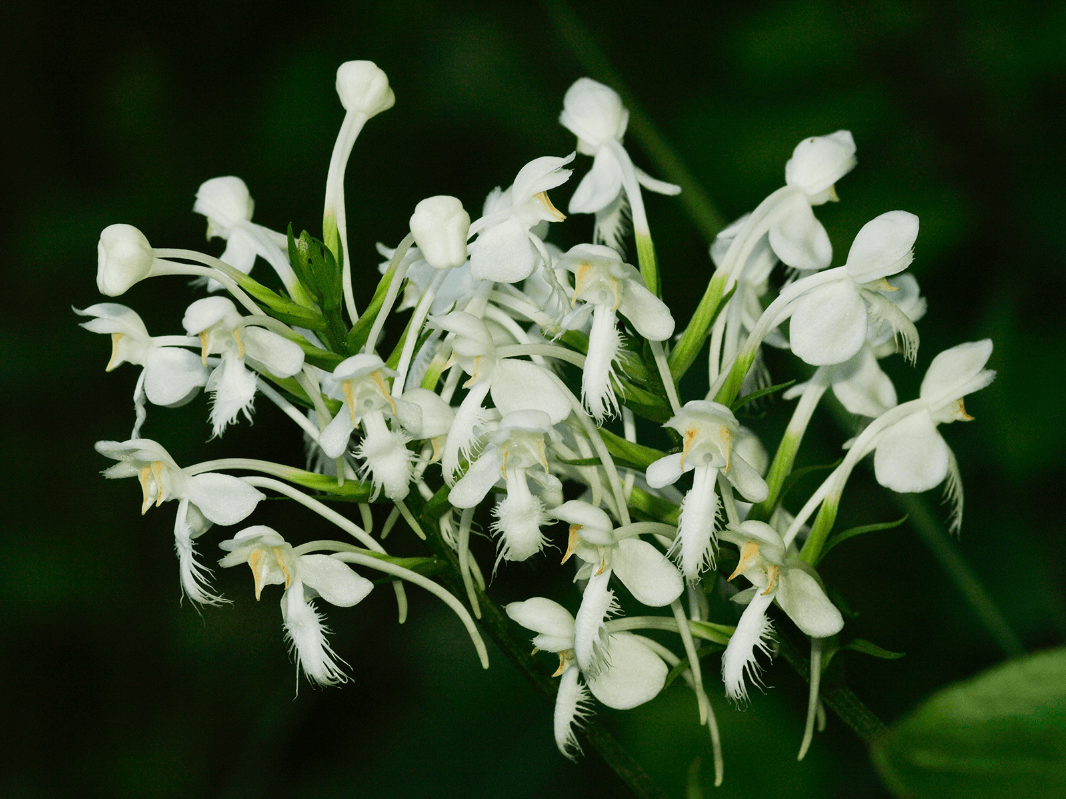 Everything You Need to Know About North American Native Orchids