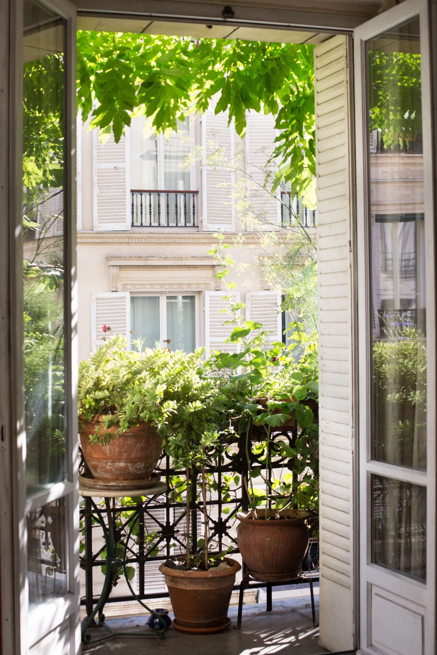 Plants prefer the humidity levels in outdoor air. Photograph by Mimi Giboin.