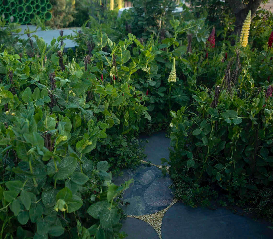 Peas everywhere, including dried split peas between the pavers.
