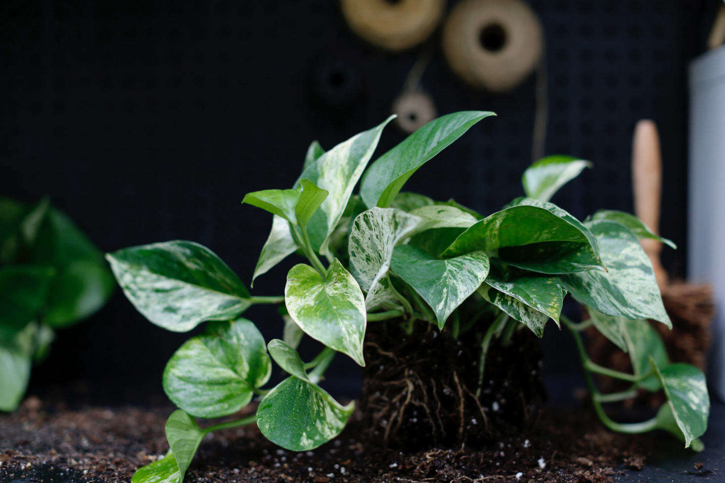 Variegation is a mutation that can be genetic or random (if only a few variegated leaves appear on an otherwise green plant, it may revert over time to a plant that has solid green foliage).