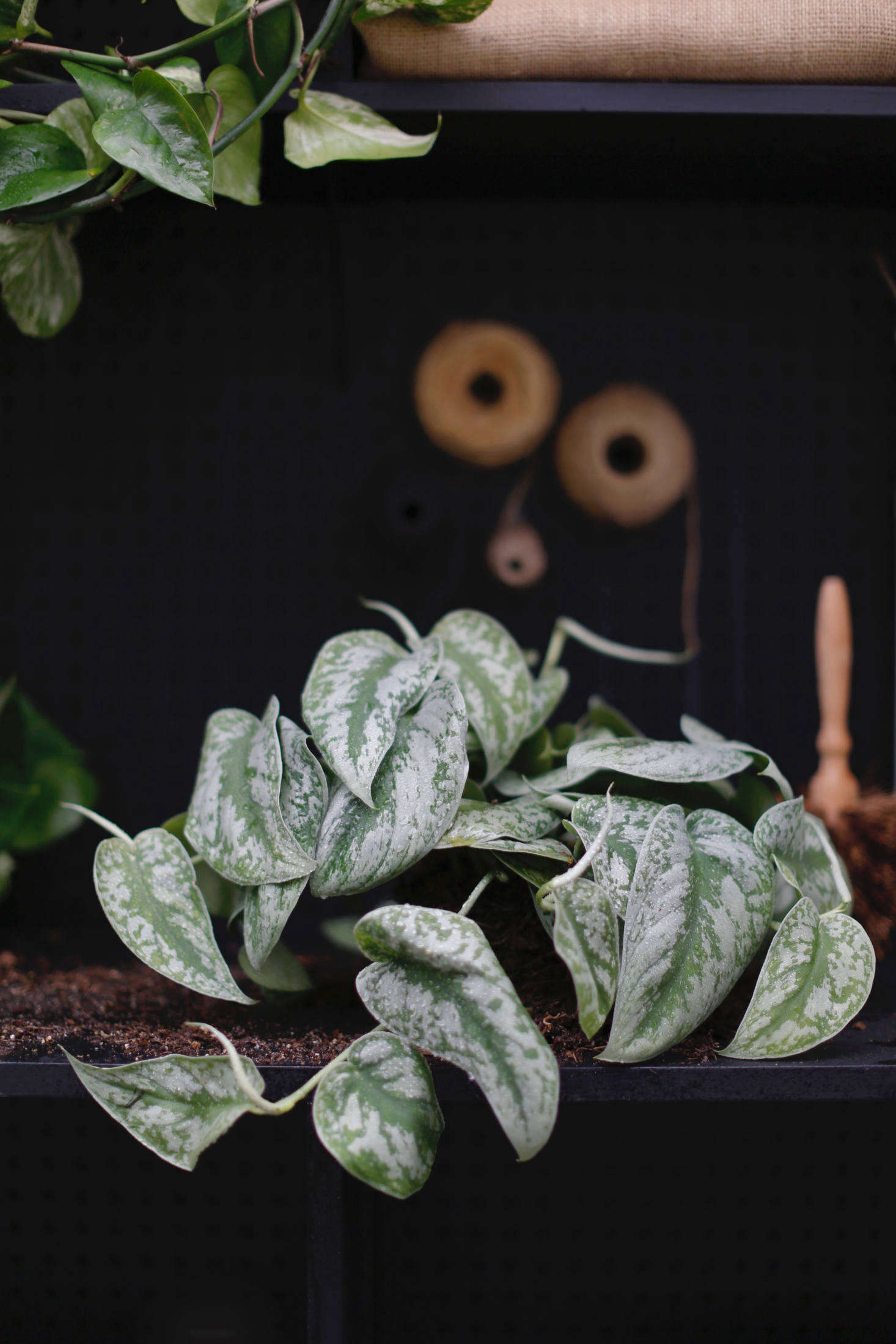 Satin pothos (Scindapsus pictus 