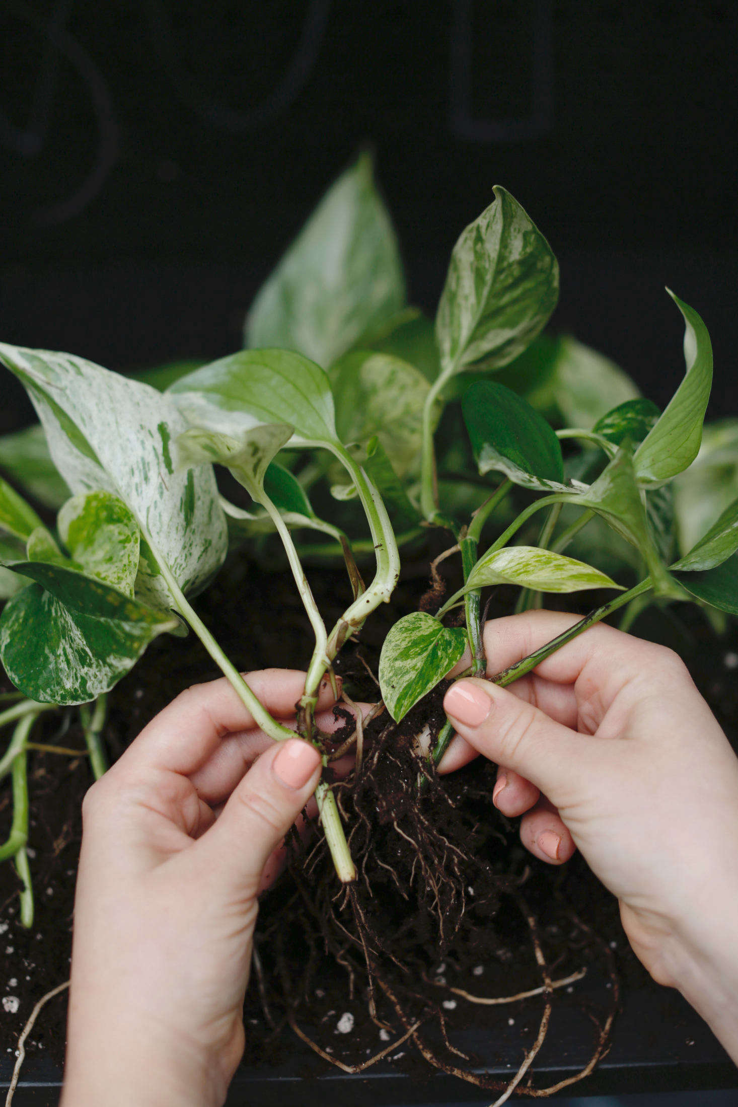 To propagate, trim a stem so that a growth node (the spot from which a leaf sprouts) is a half-inch from the bottom. Pot the stem into water and wait for roots to sprout from the growth nodes.