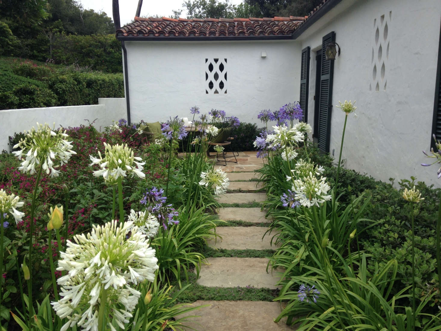 Tall Agapanthus (Lily of the Nile) adds some privacy to a tucked-away patio. Photograph courtesy of Roberto Sosa.