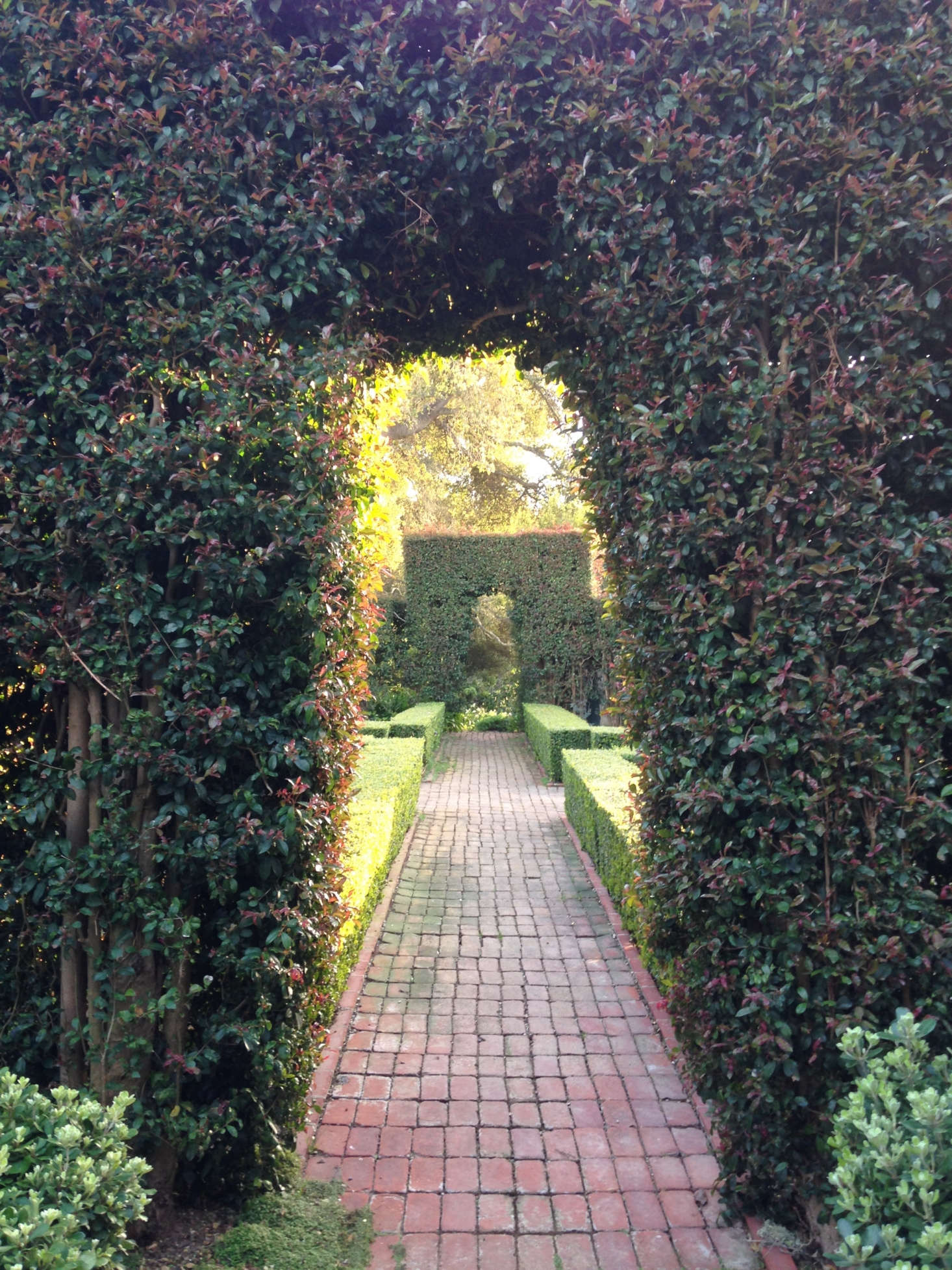 Deeper into the hedge maze. Photograph courtesy of Roberto Sosa.