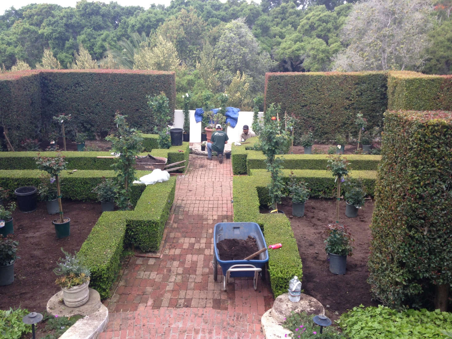 The restoration of the rose garden in progress, with history in mind. Photograph courtesy of Roberto Sosa.