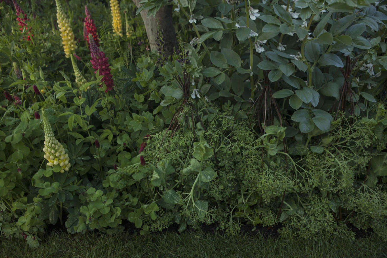Varieties of lupine include Baptisia 