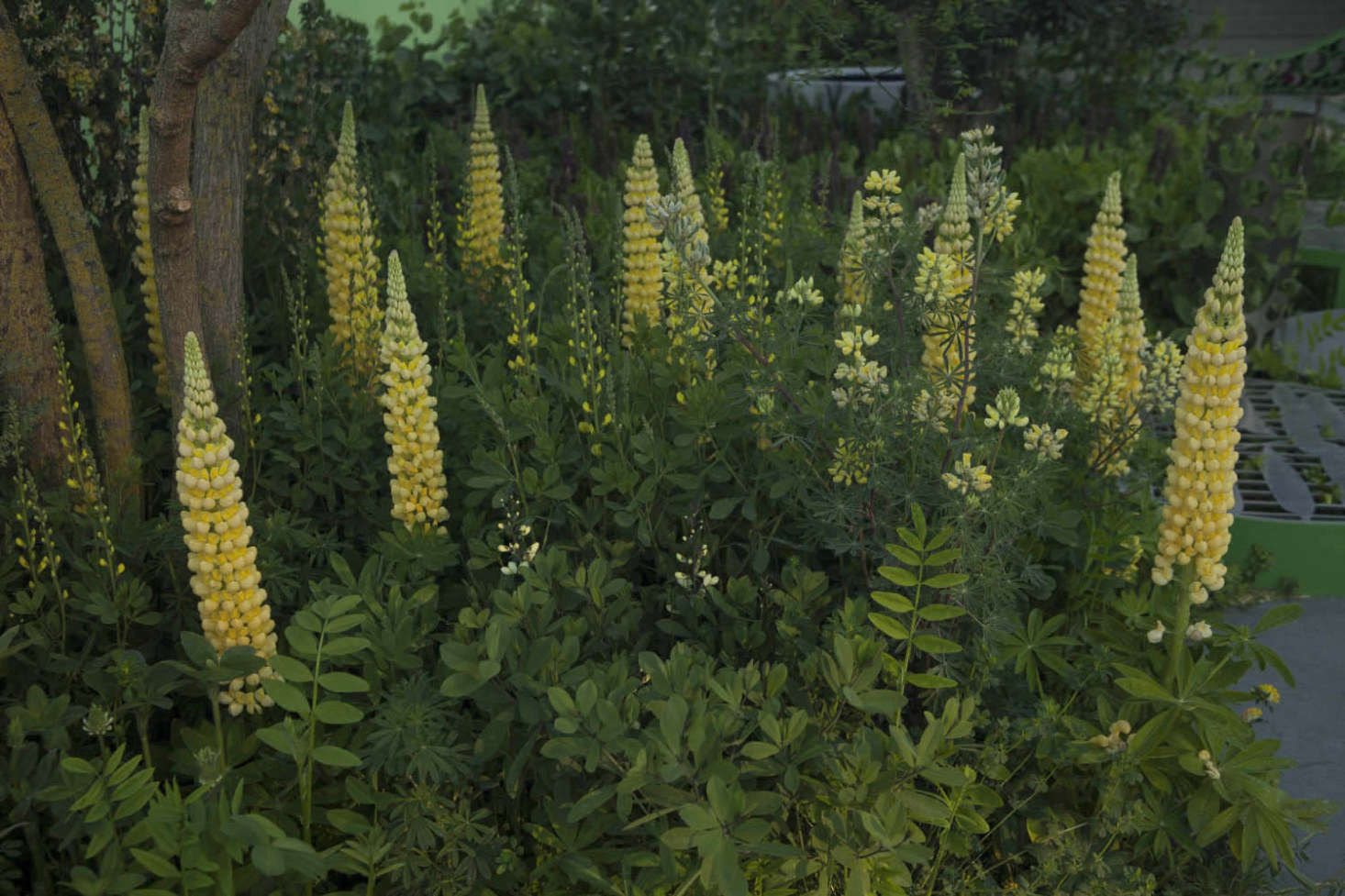 Repeats of Baptisia 