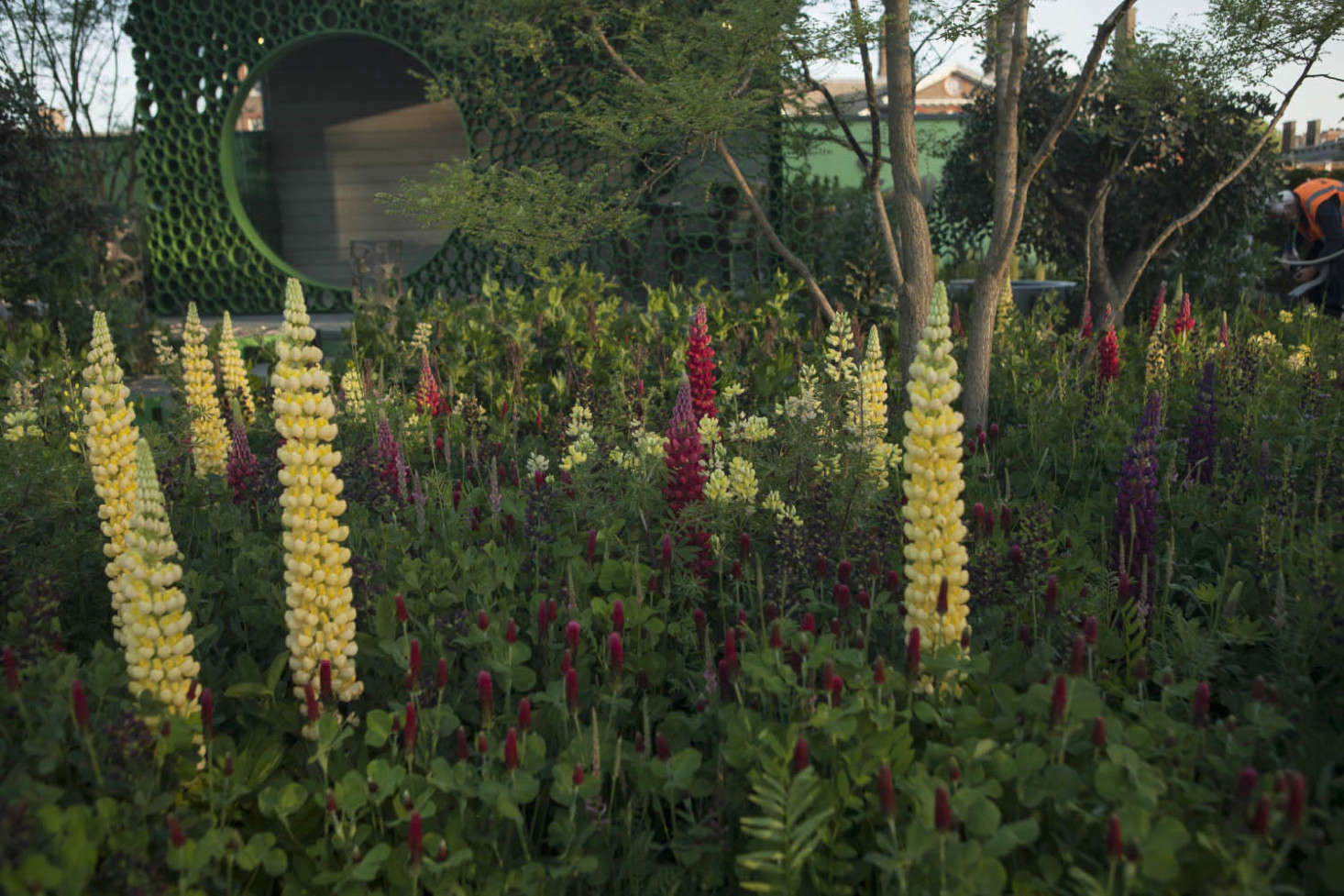 Lupines and trees add height to a meadow of crimson clover and vetch.