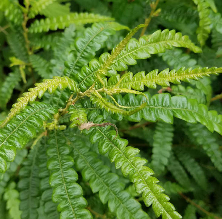 Sweetfern&#8\2\17;s native range is in the chilly parts of the eastern United States, and it is listed by the USDA as endangered in four states: Illinois, Kentucky, Ohio, and Tennessee.