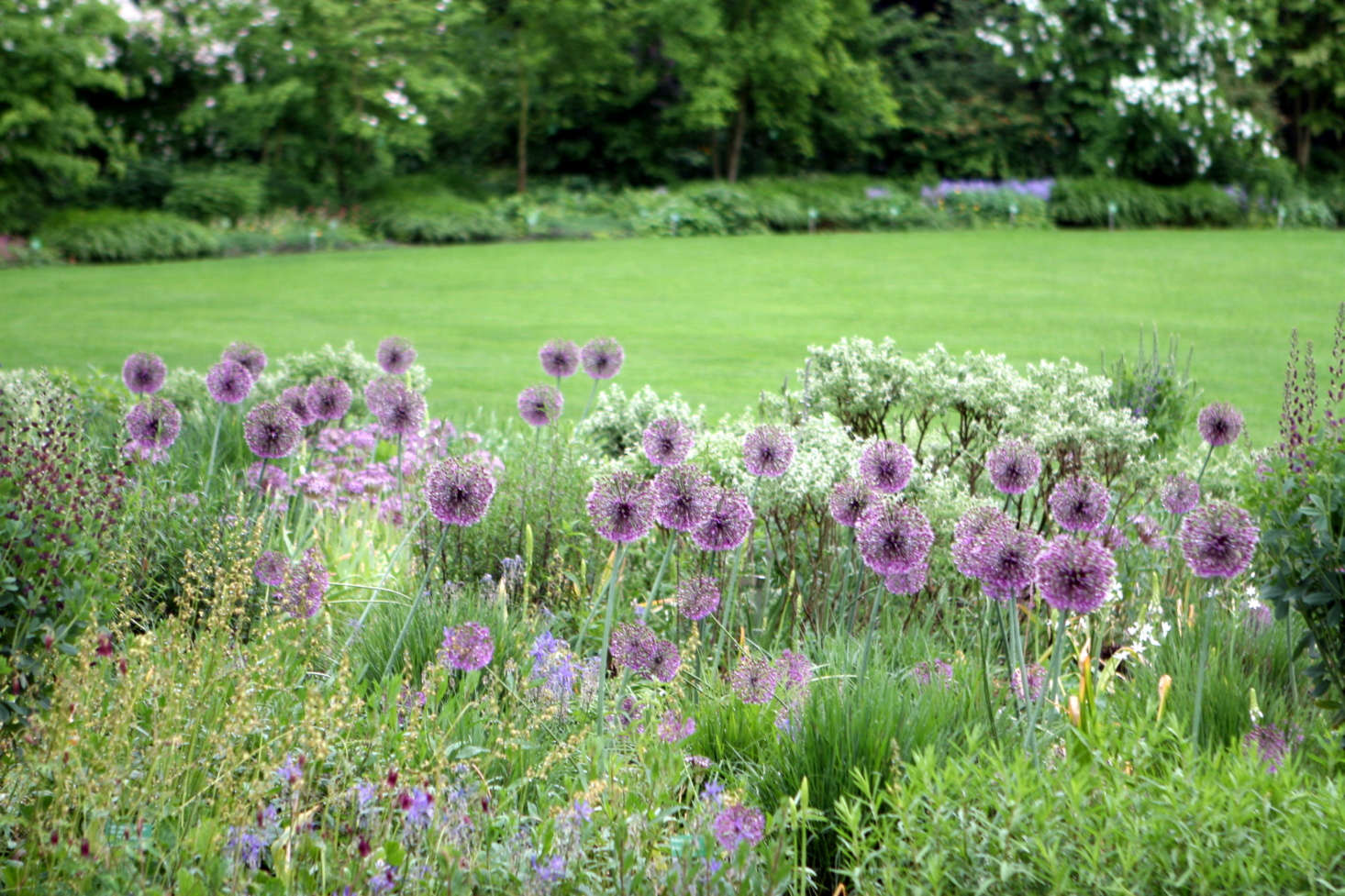 Alliums in bloom on a rainy day at Sichtungsgarten Hermannshof in Weinheim, Germany. Photograph by Jeonghi.go via Flickr.