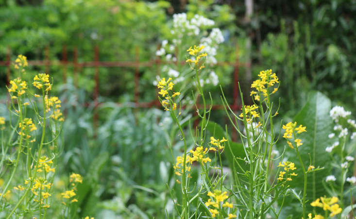 And not just arugula: all brassica flowers are edible. Upland cress flowers are wasabi-hot, and horseradish&#8\2\17;s white blossoms taste like the root in miniature form. Add them to your green gazpacho for a pop of pepper.