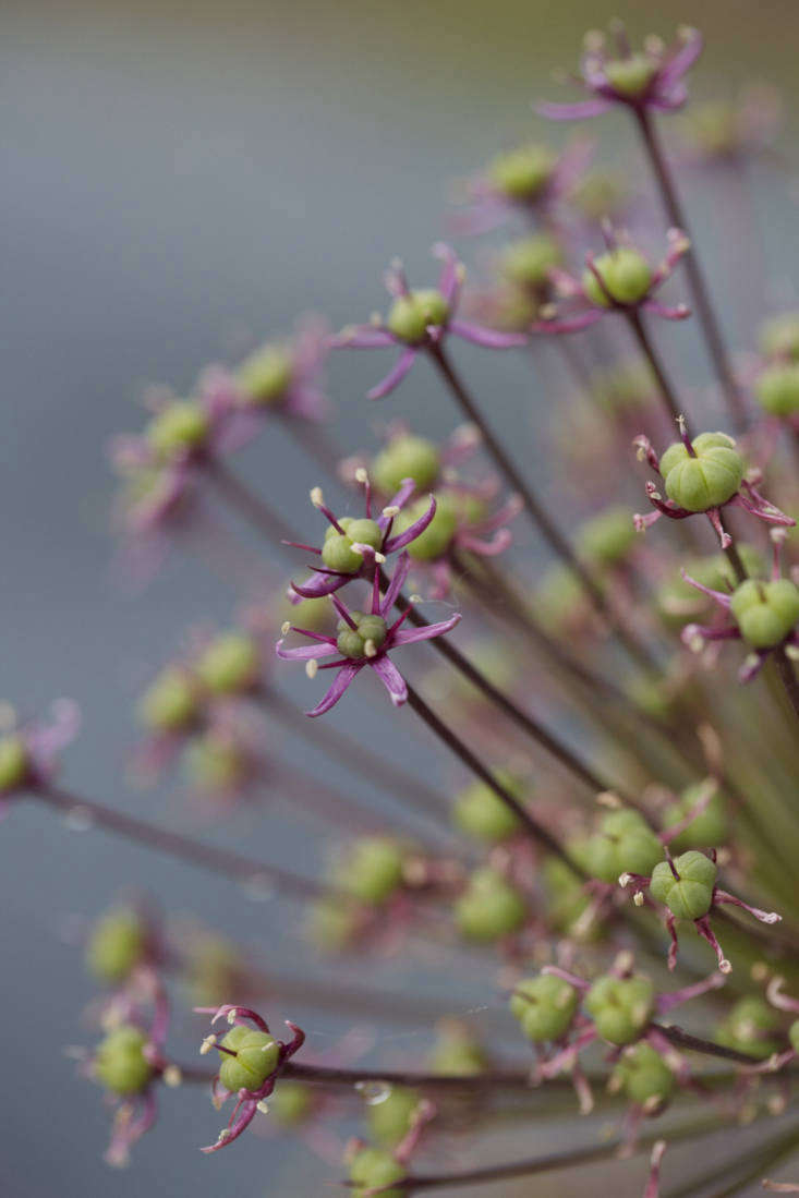 Allium hollandicum &#8\2\16;Purple Sensation&#8\2\17; at Bayntun Flowers in England.