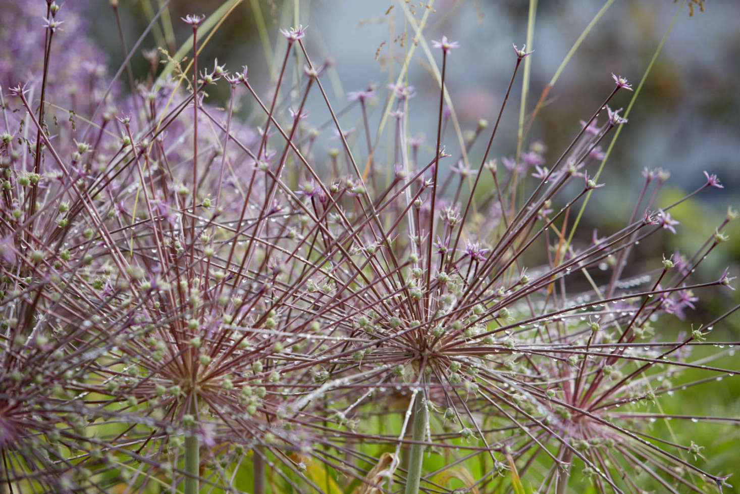 Allium schubertii at Bayntun Flowers, in Wiltshire.