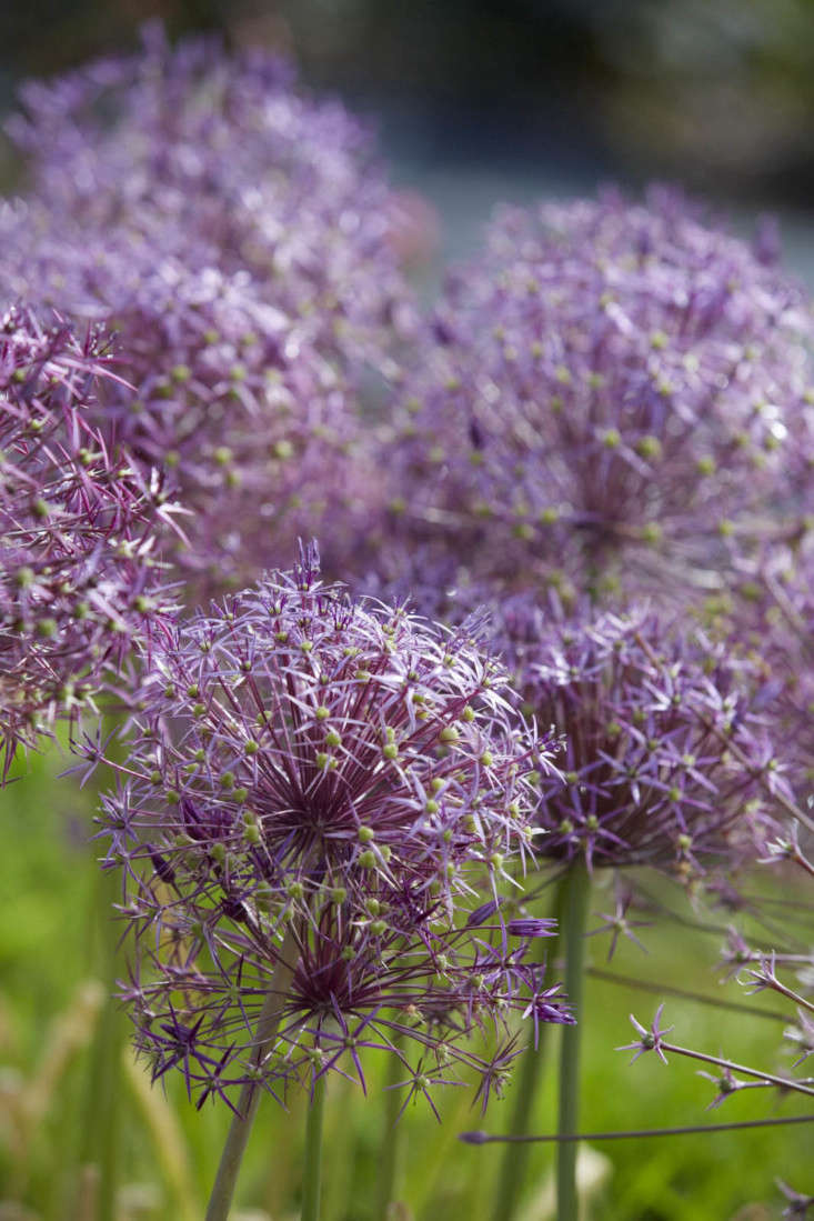 Allium hollandicum &#8\2\16;Purple Sensation&#8\2\17;, in the flower field at Bayntun Flowers, Wiltshire.