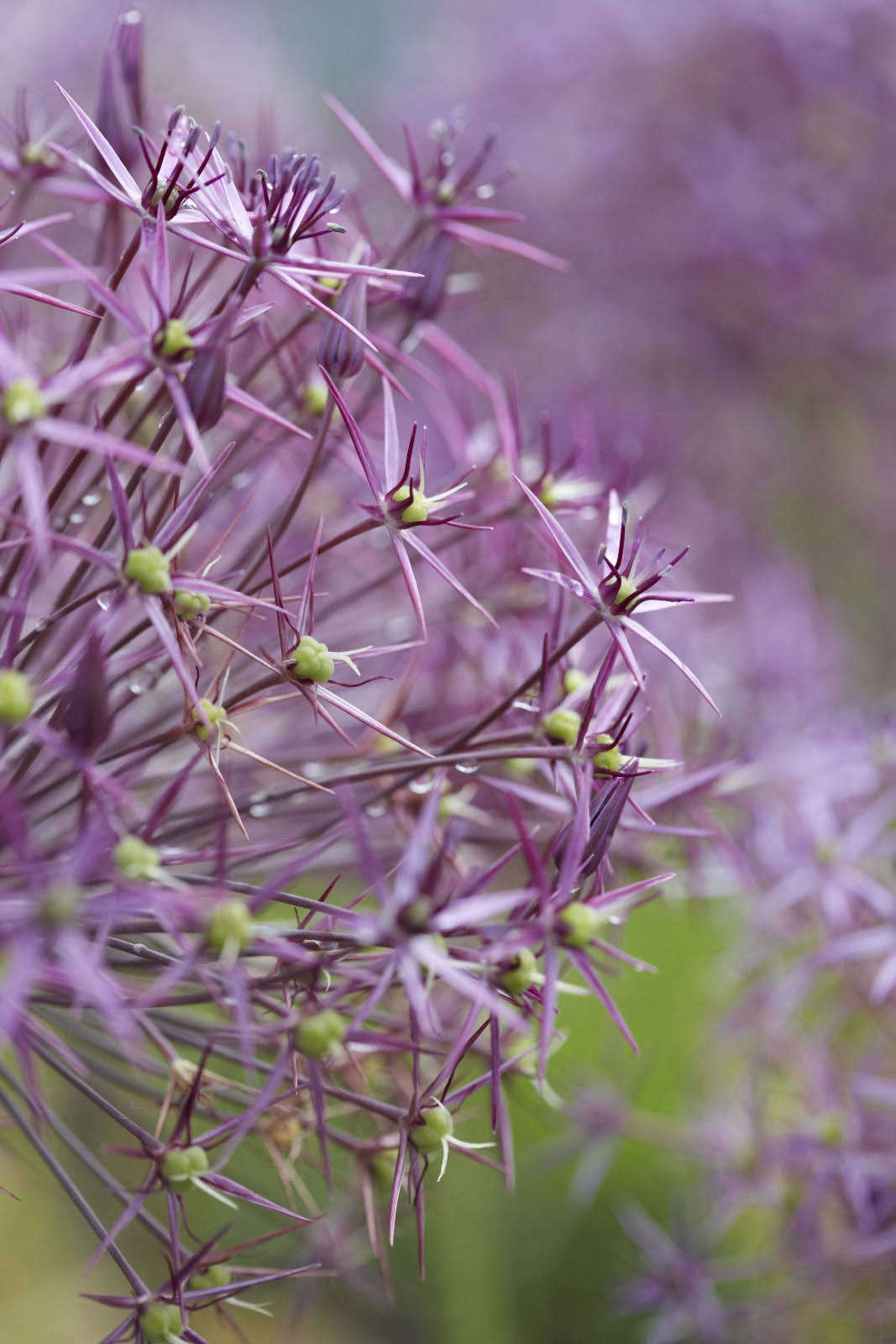 Allium hollandicum 