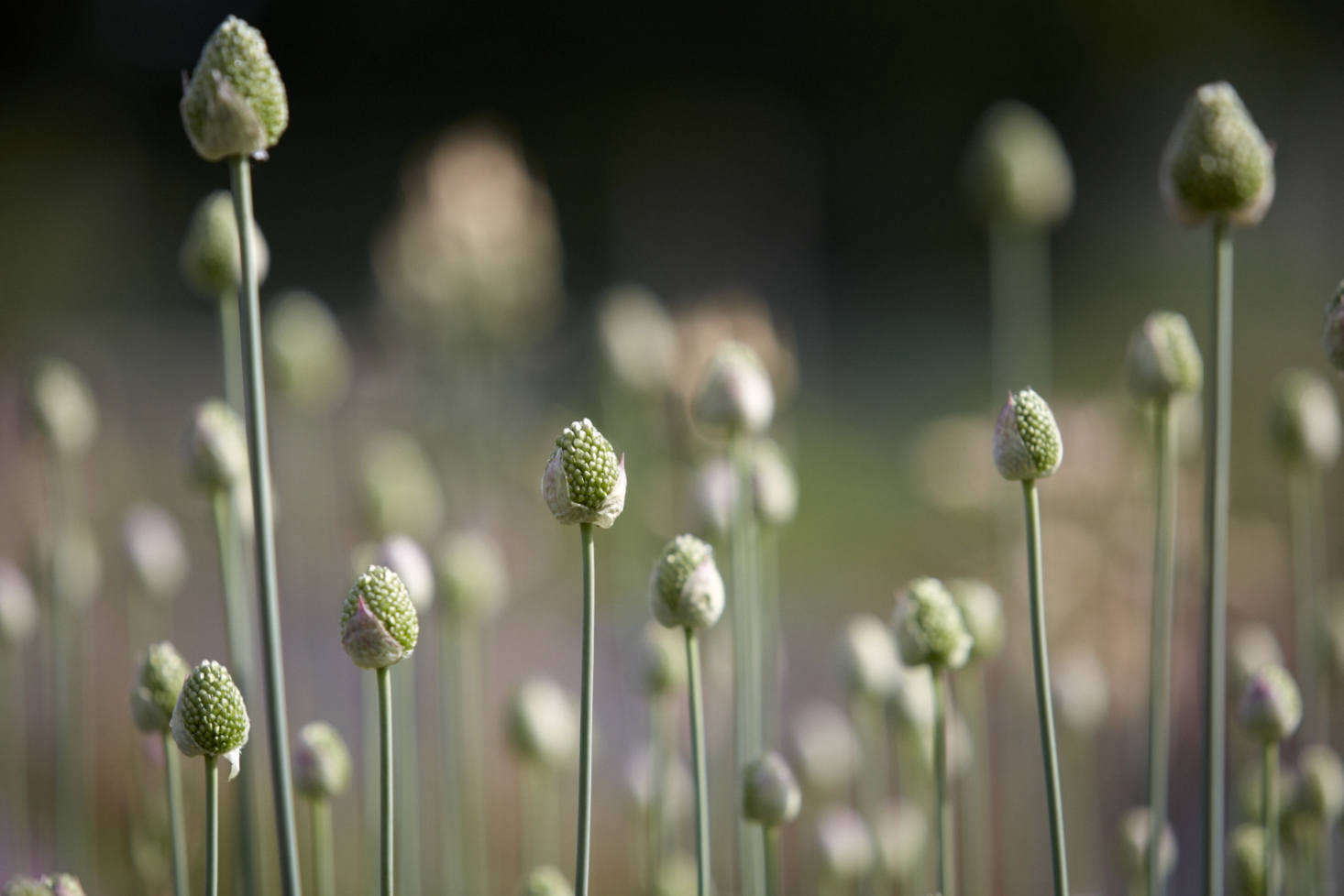 Allium sphaerocephalon freshly unsheathed from their papery cases.