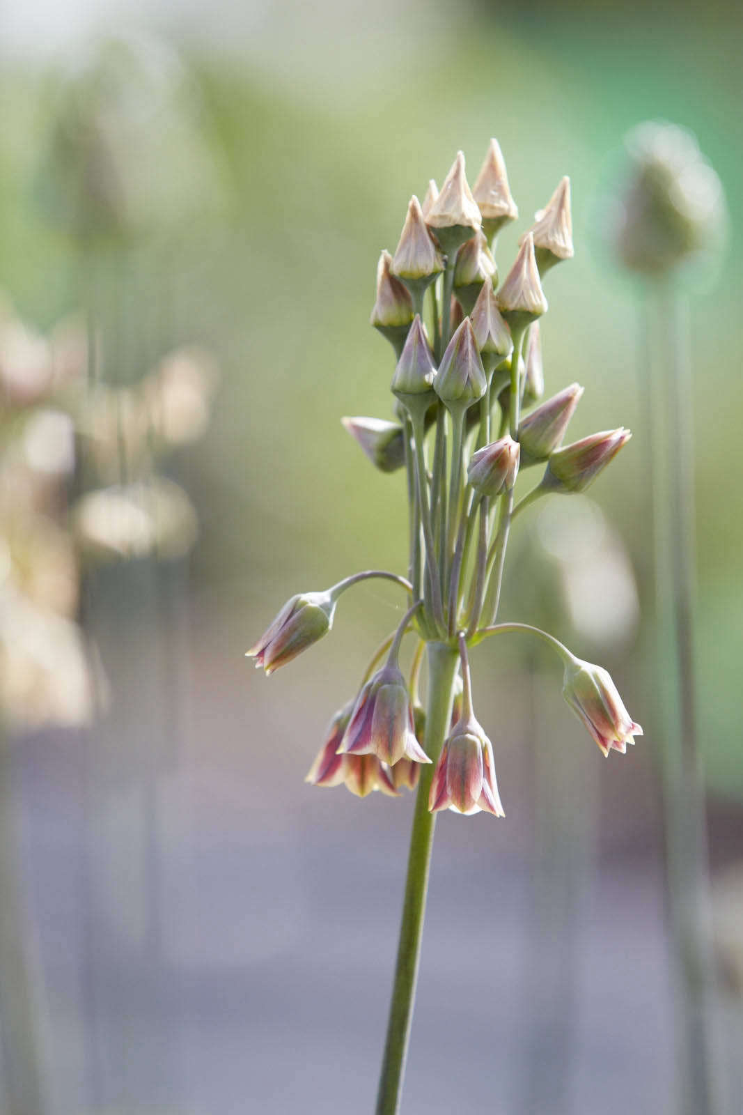 Evolution of a Sicilian honey garlic, as the flowers fuse to become seed heads, before journeying upwards.