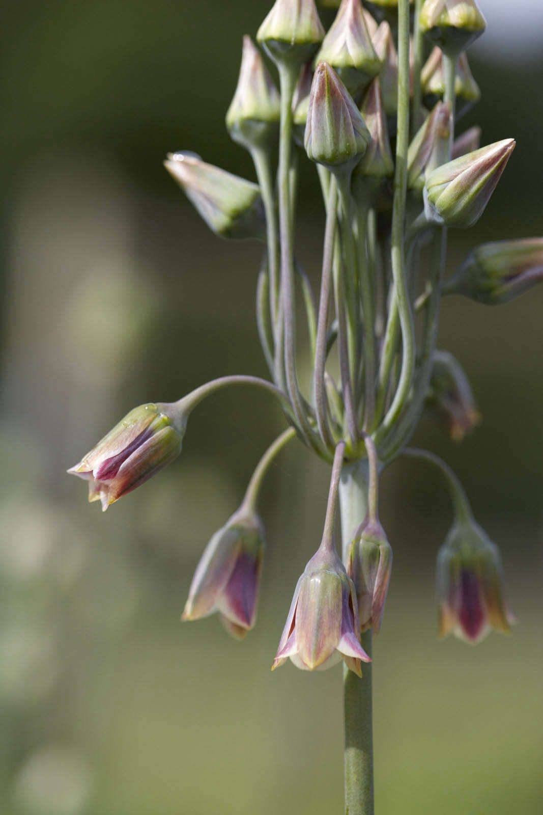 Allium siculum (also known as Nectaroscordum siculum, meaning Sicilian honey garlic) at Bayntun Flowers.