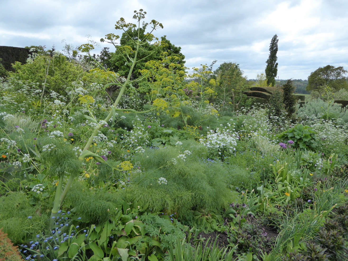 Cow parsley acts as a foil to the zingy lime green of euphorbia and dances around the towering spires of giant fennel.