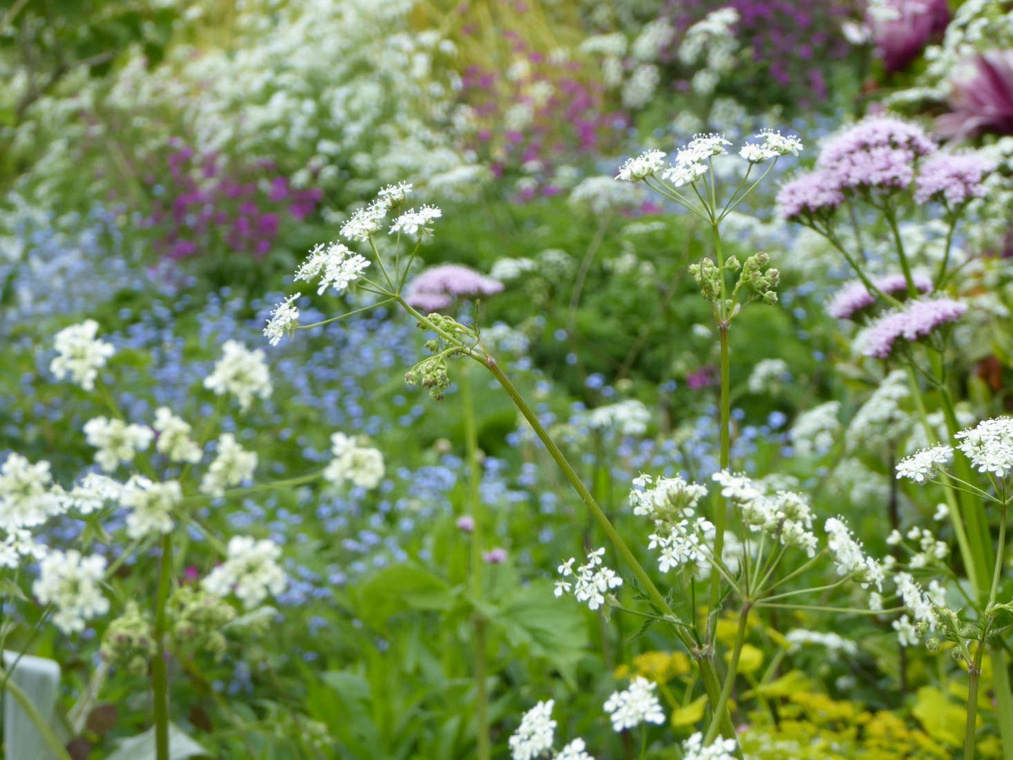 Where Garrett leads, others follow—so expect to see a lot more of this humble plant: at weddings, roadsides, and maybe even in your own garden.