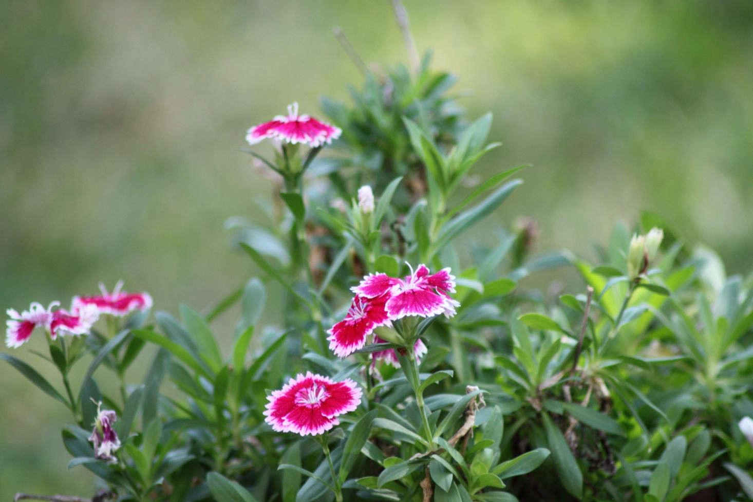 Dianthus chinensis, Photograph by A. Yee via Flickr.