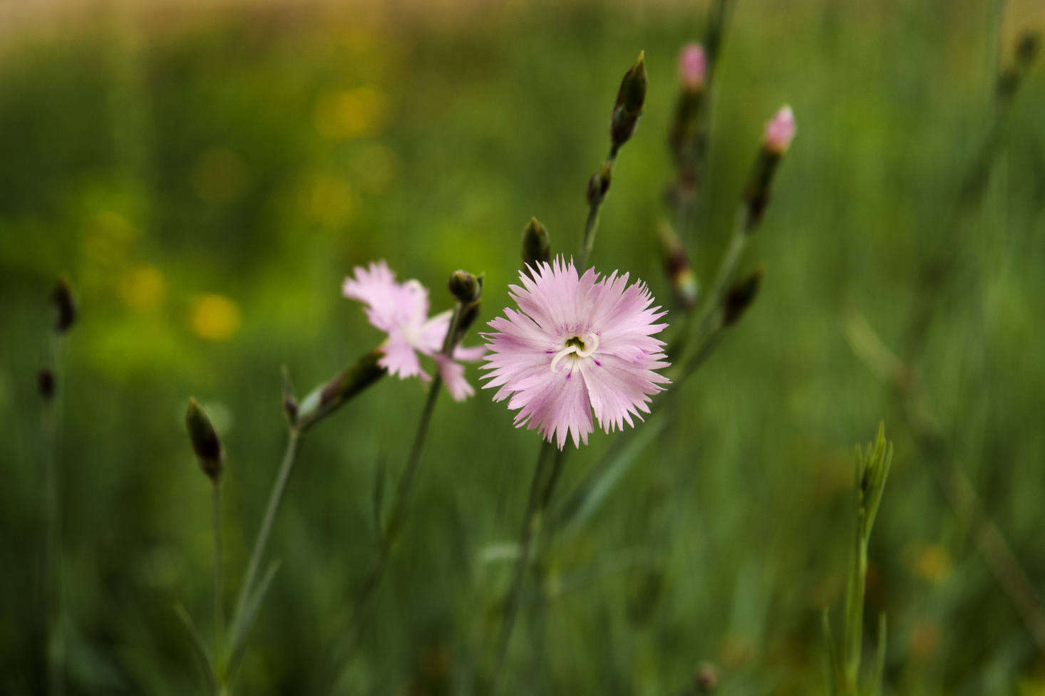 D. chinensis. Photograph by Bastus9 via Flickr.