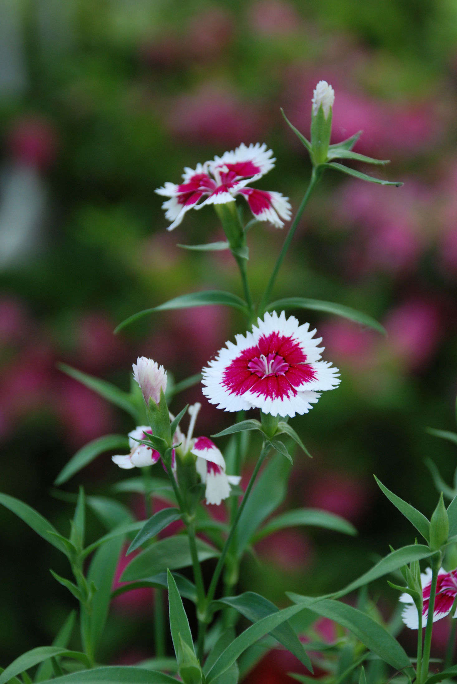 Dianthus chinensis. Photograph by Sarah Ivey Rock via Flickr.