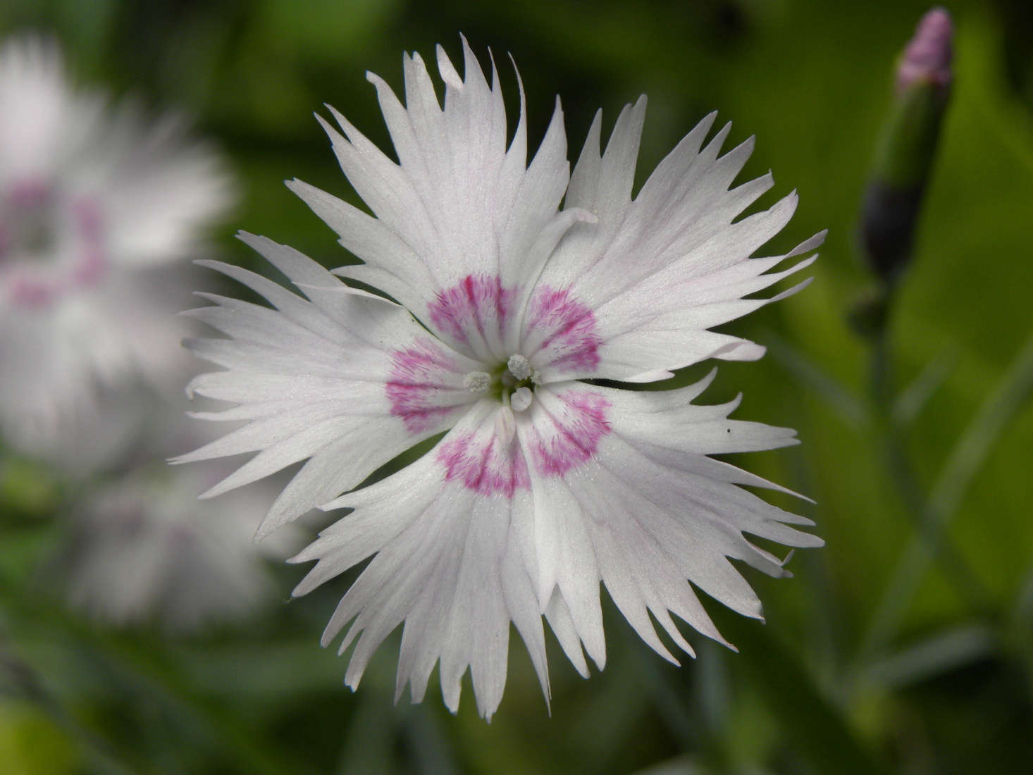 D. plumarius in bloom in France. Photograph by Nicolas Gent via Flickr.