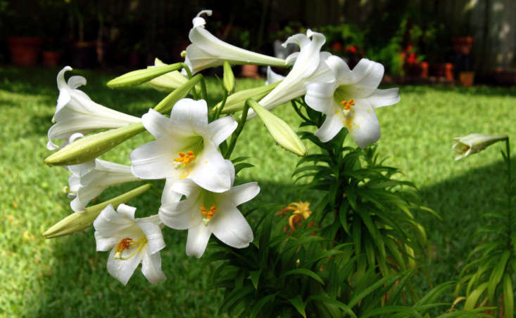 Lilium longiflorum is commonly known as the Easter lily. Photograph by A. Yee via Flickr.