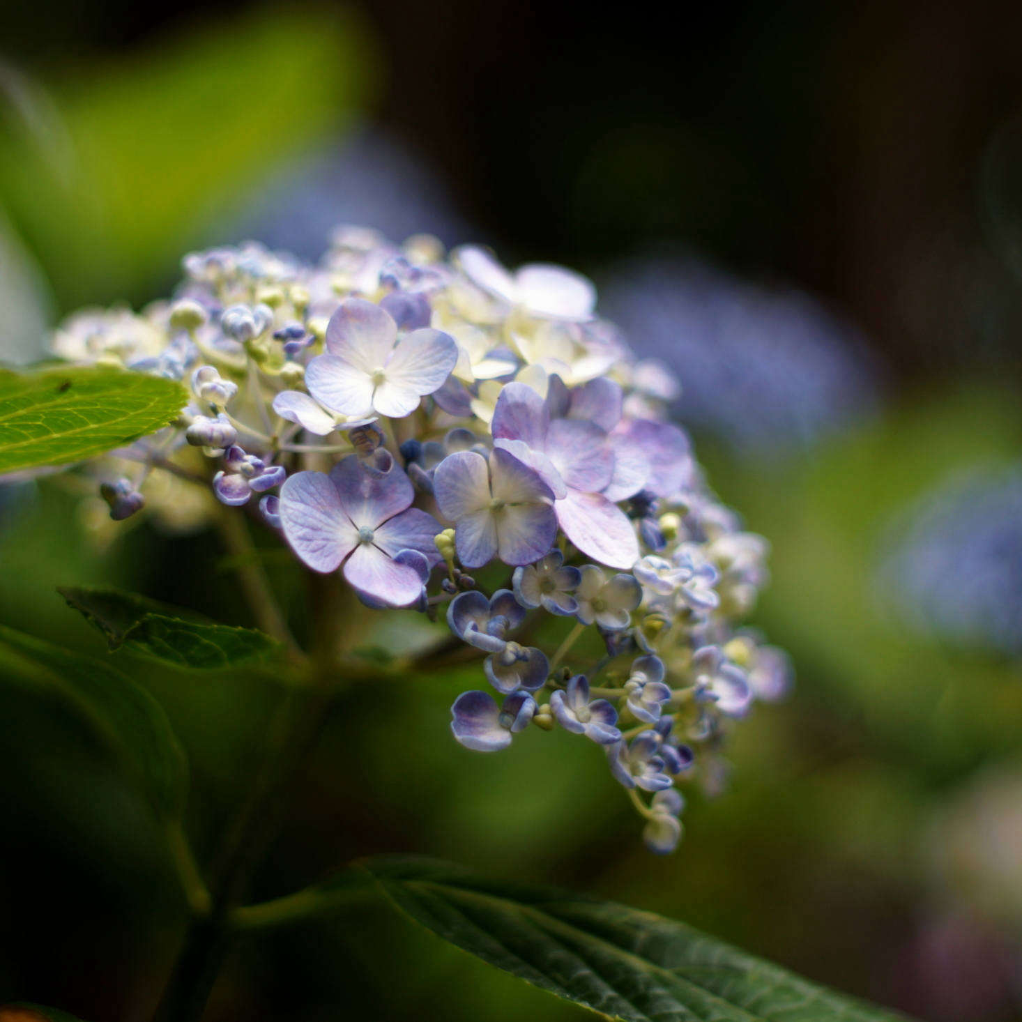 H. macrophylla 