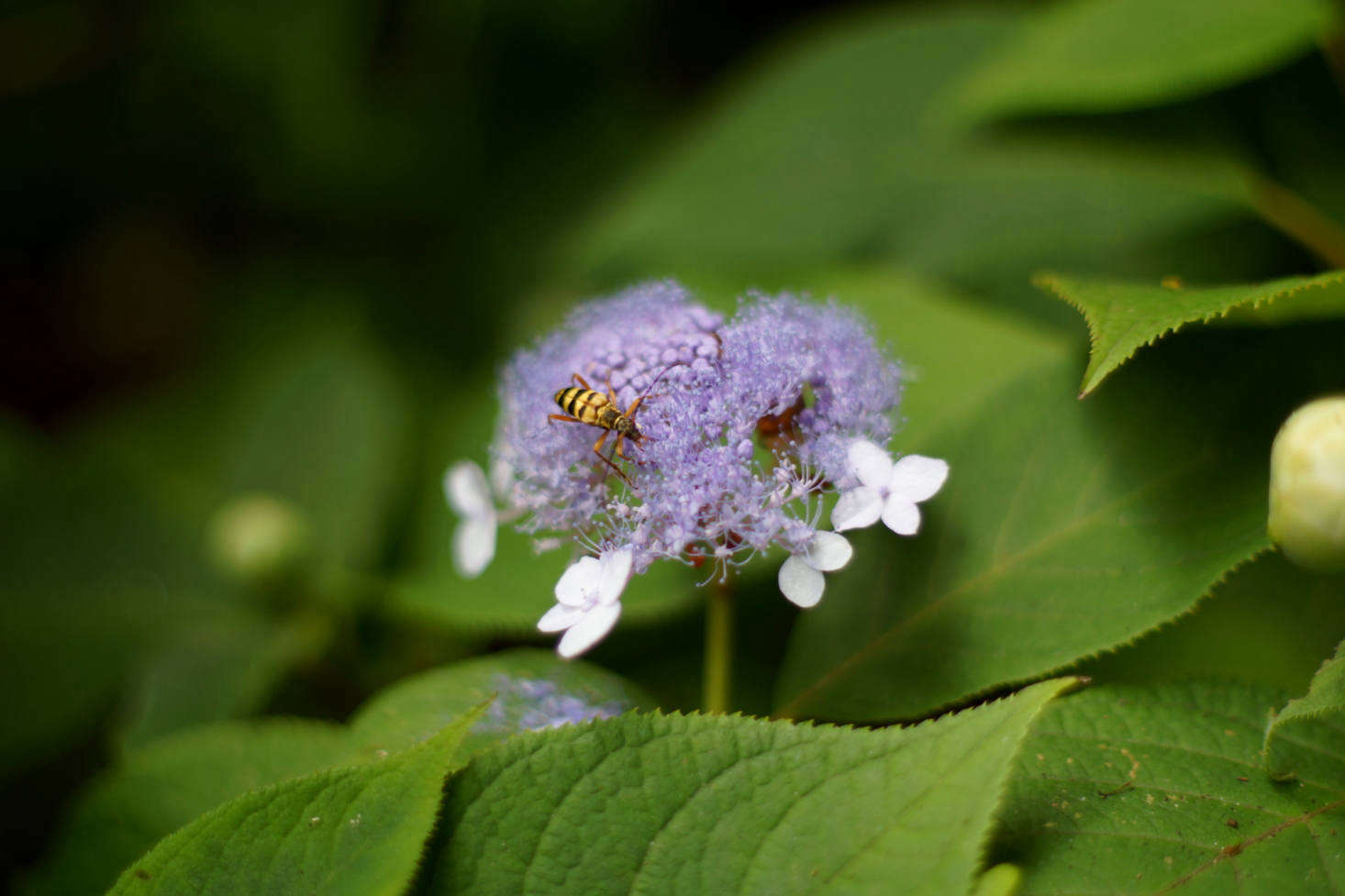 Hydrangea serrata 