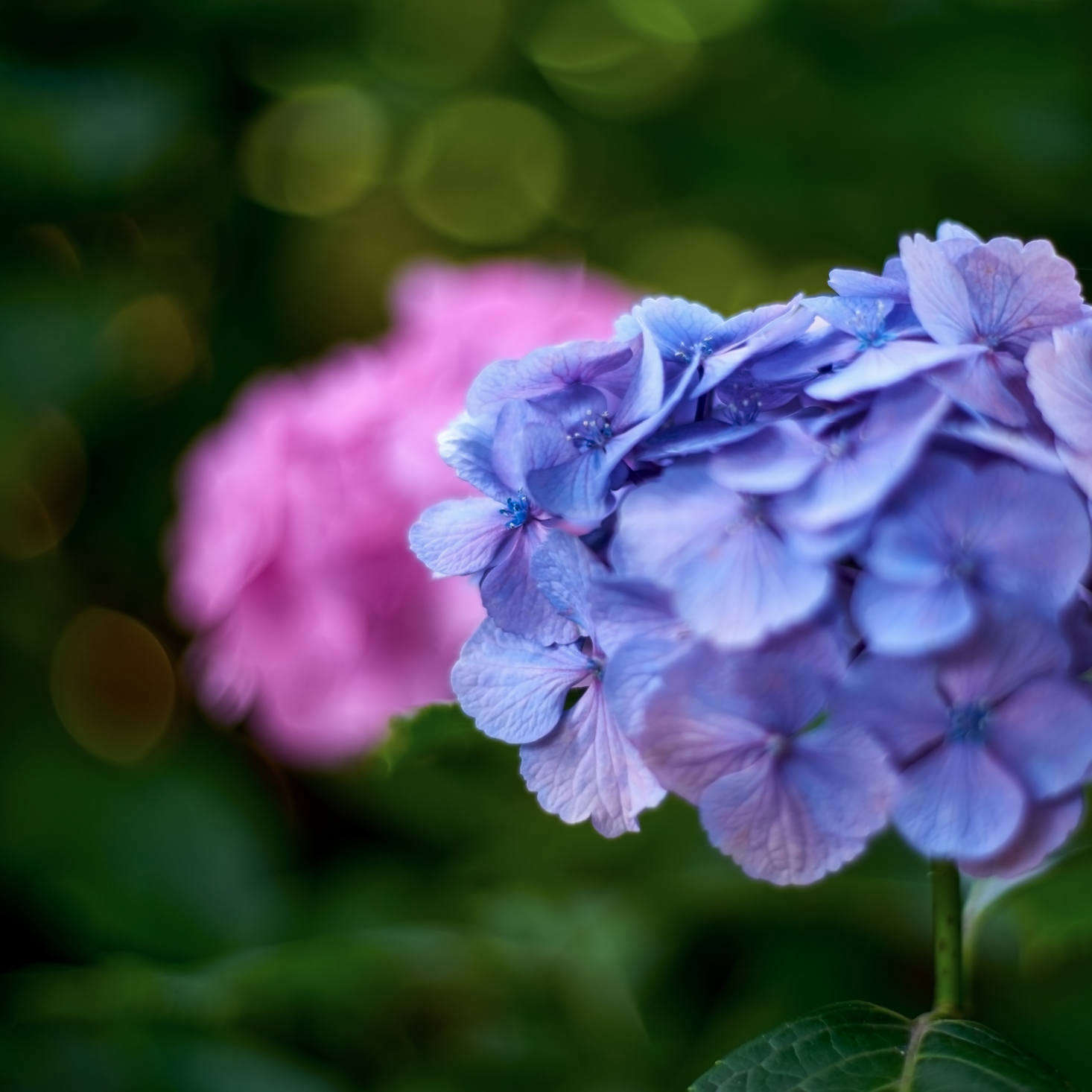Blue or pink, which do you prefer?