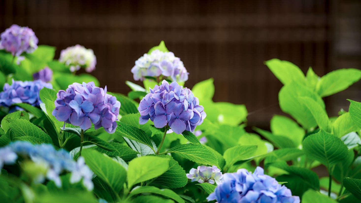 From purple to blue to pale lavender: all these colors can appear on a single hydrangea shrub.