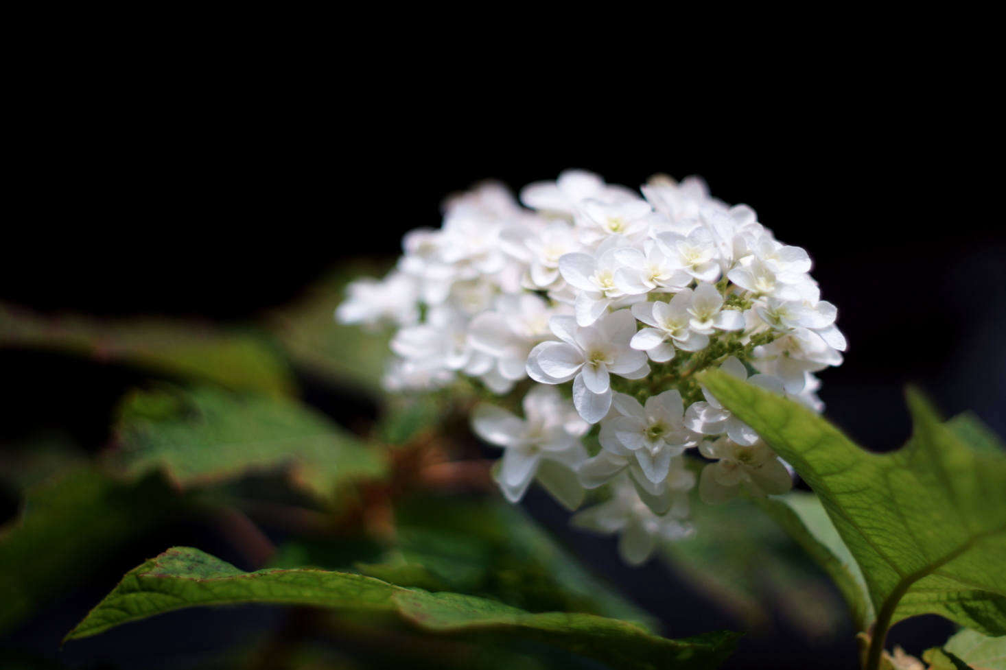 A white oakleaf hydrangea.