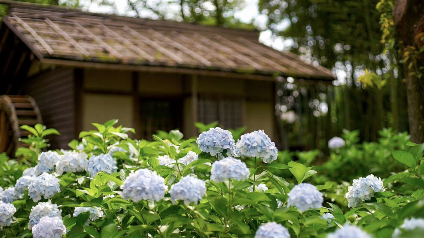 Native to Asia, hydrangeas are widely cultivated in Japan.