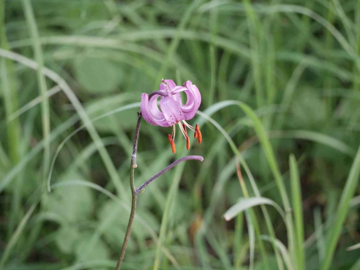 Martagon lily is known informally as the Turk