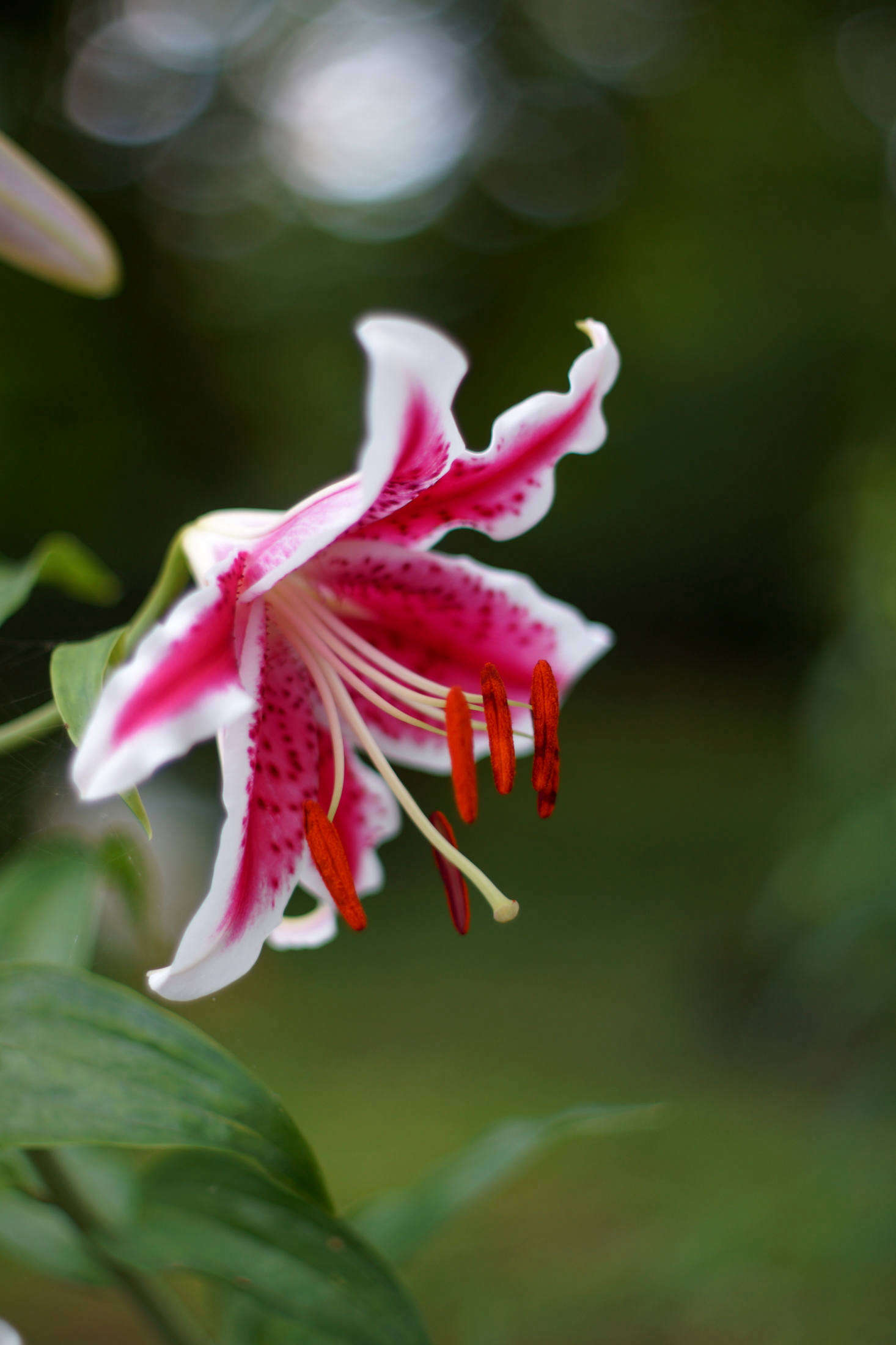 Star Gazer is a florist