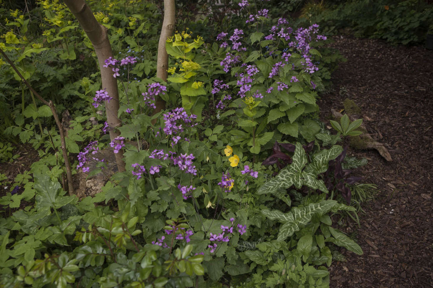 Lunaria annua in a shady garden.