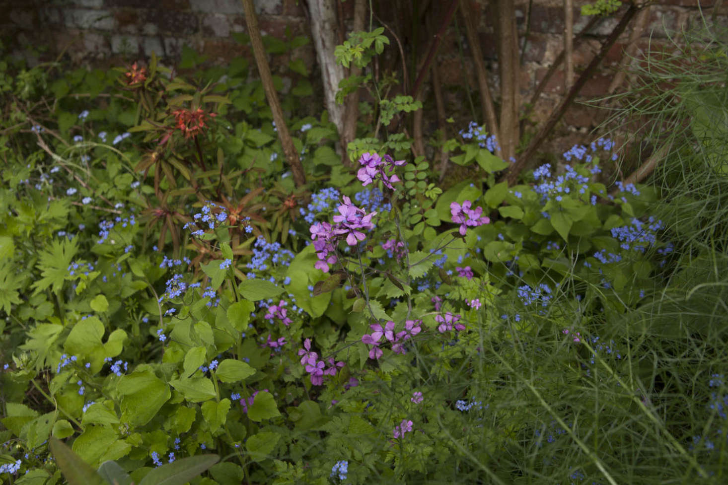 Honesty prevents this combination of fireglow spurge, forget-me-not, and fennel from being too tasteful.
