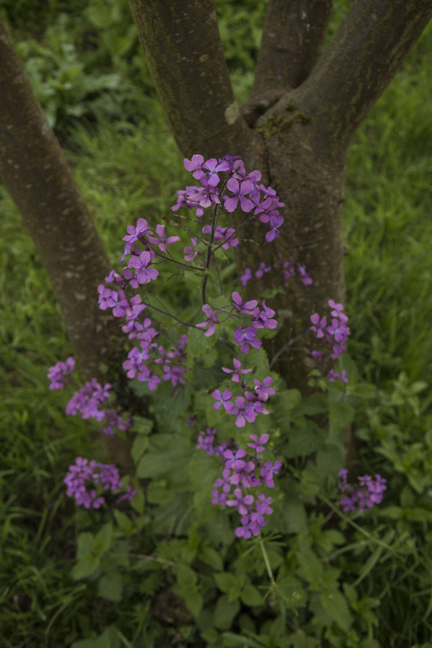 Self-seeded honesty in the crook of a tree.