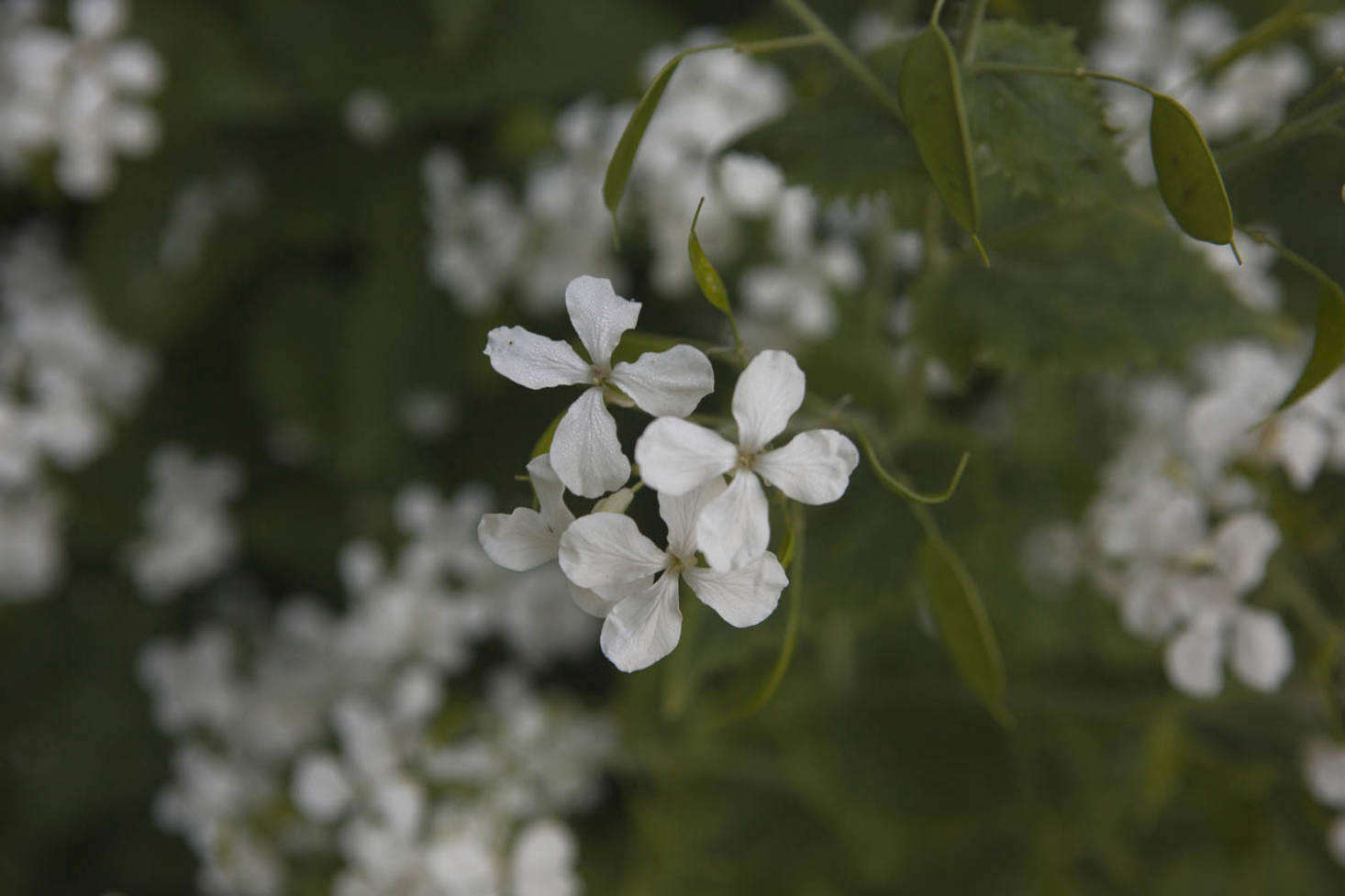 Lunaria annua var. albiflora.