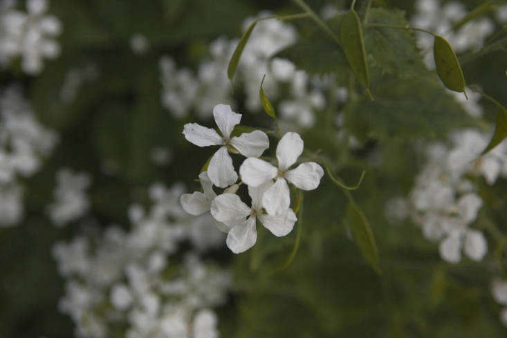 Lunaria annua var. albiflora.