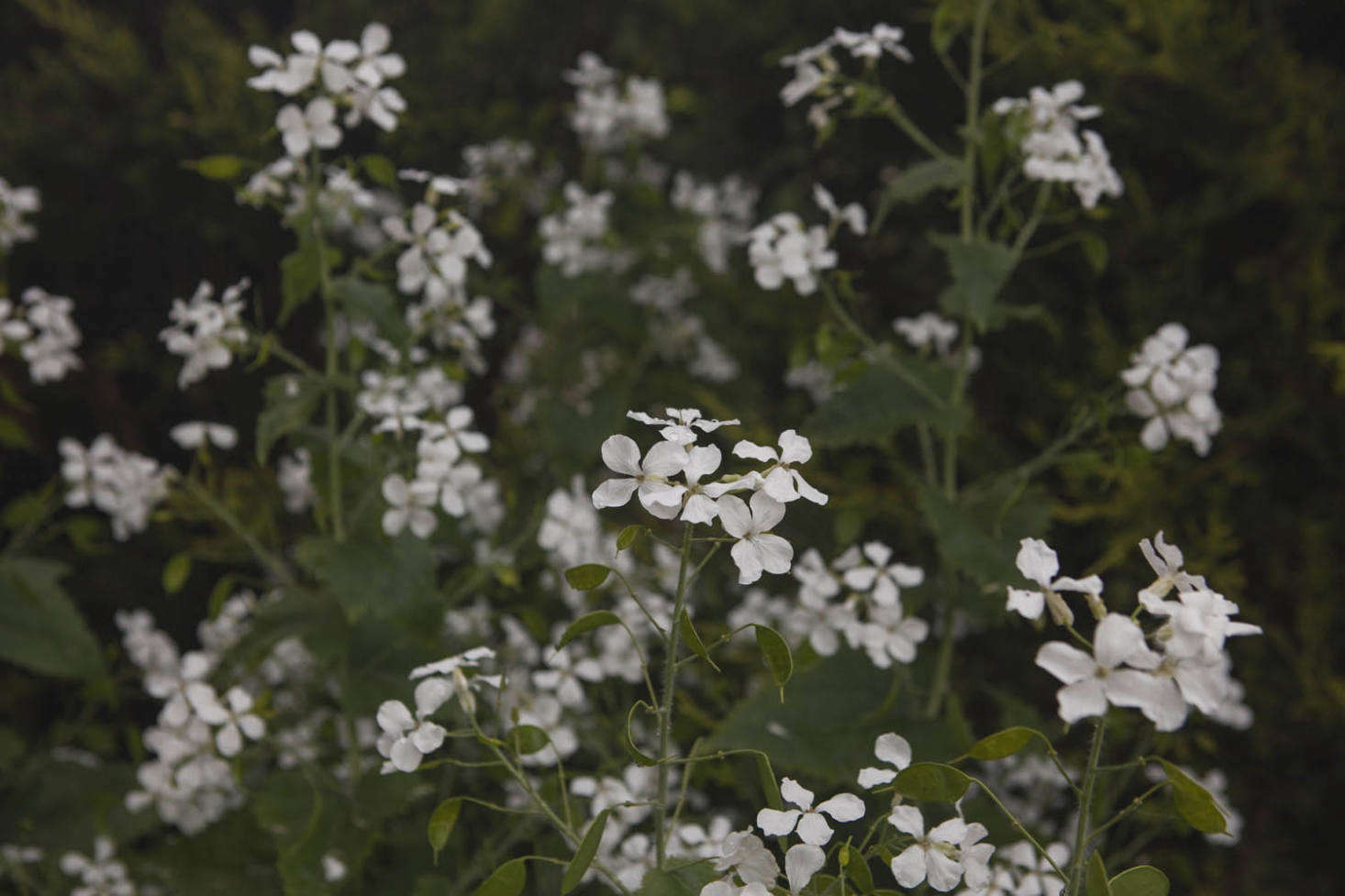 A bushy colony of Lunaria annua var. albiflora.